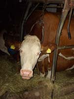 CIMG1133